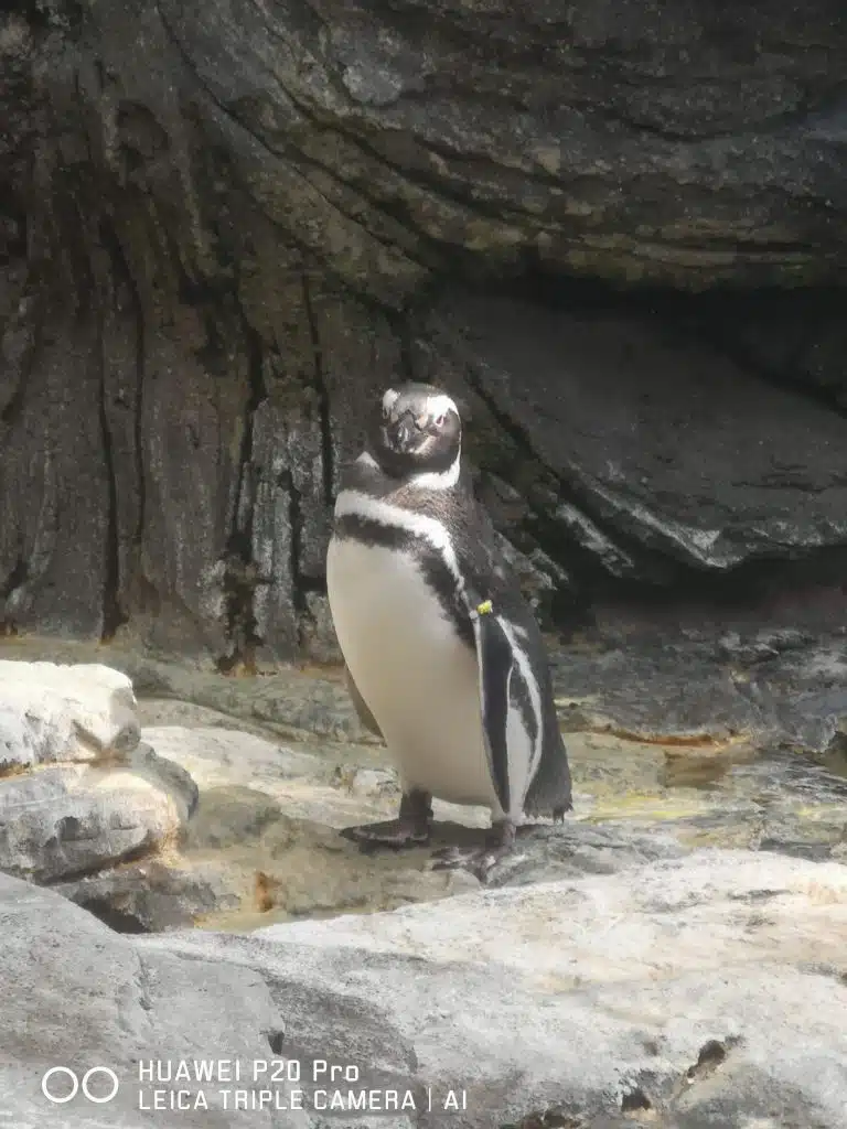 Huawei P20 Pro no Oceanário de Lisboa