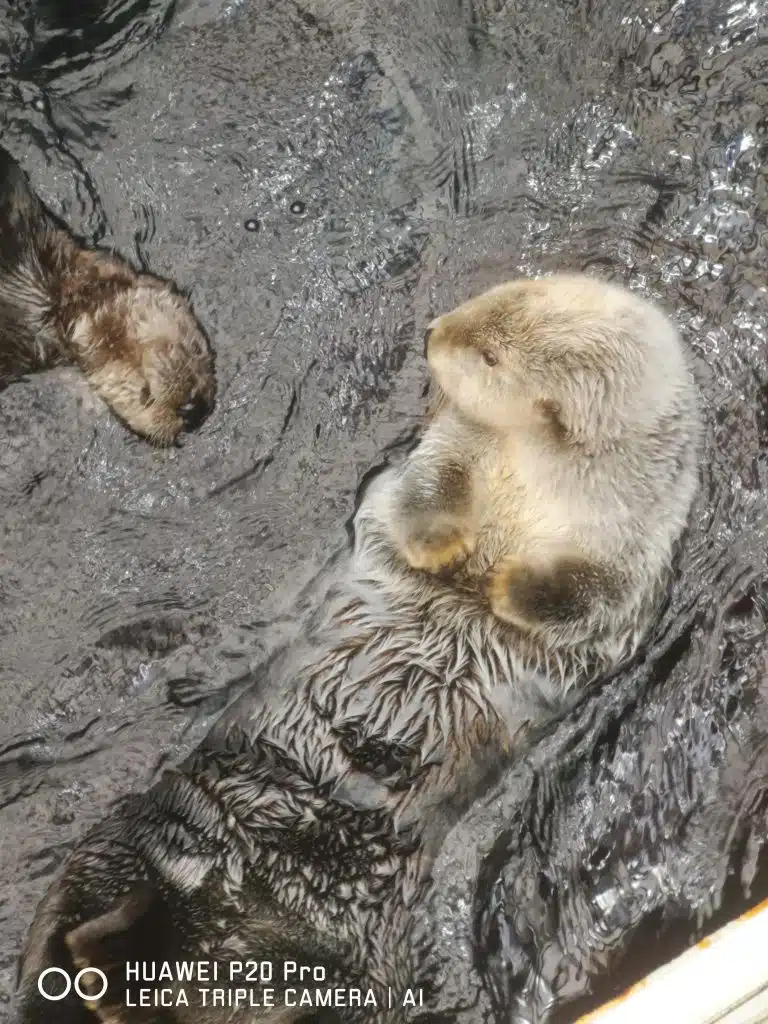 Huawei P20 Pro no Oceanário de Lisboa