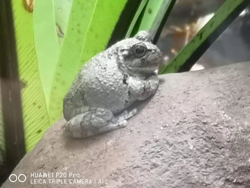 Huawei P20 Pro no Oceanário de Lisboa