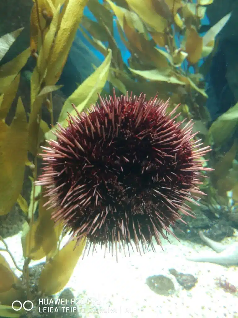 Huawei P20 Pro no Oceanário de Lisboa