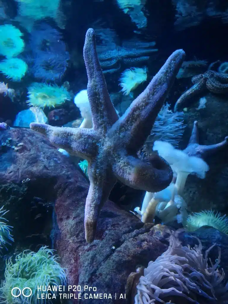 Huawei P20 Pro no Oceanário de Lisboa