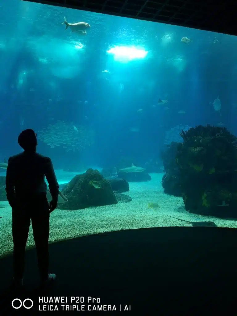 Huawei P20 Pro no Oceanário de Lisboa