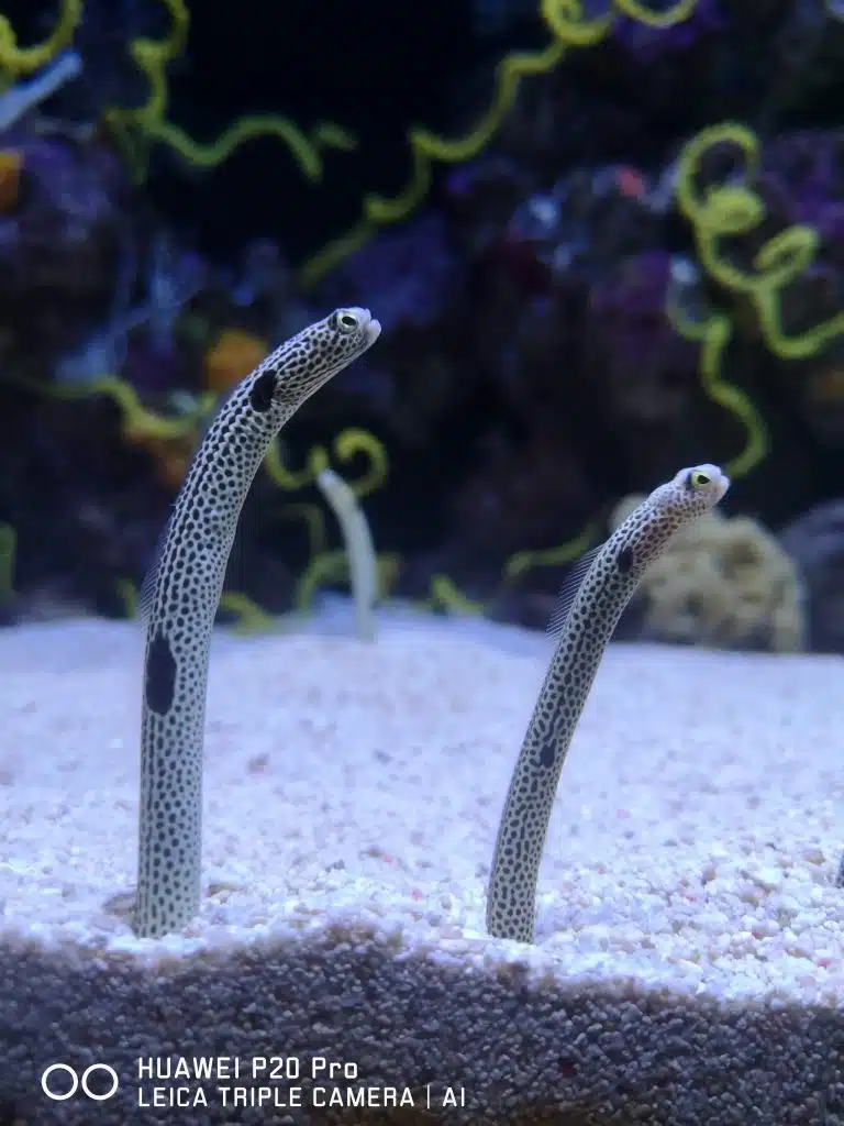 Huawei P20 Pro no Oceanário de Lisboa