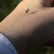 mosquitos