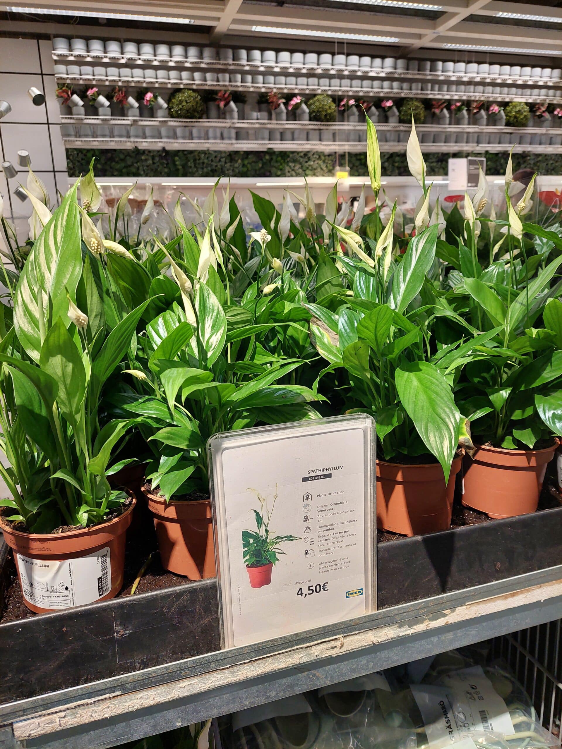 Spathiphyllum no IKEA