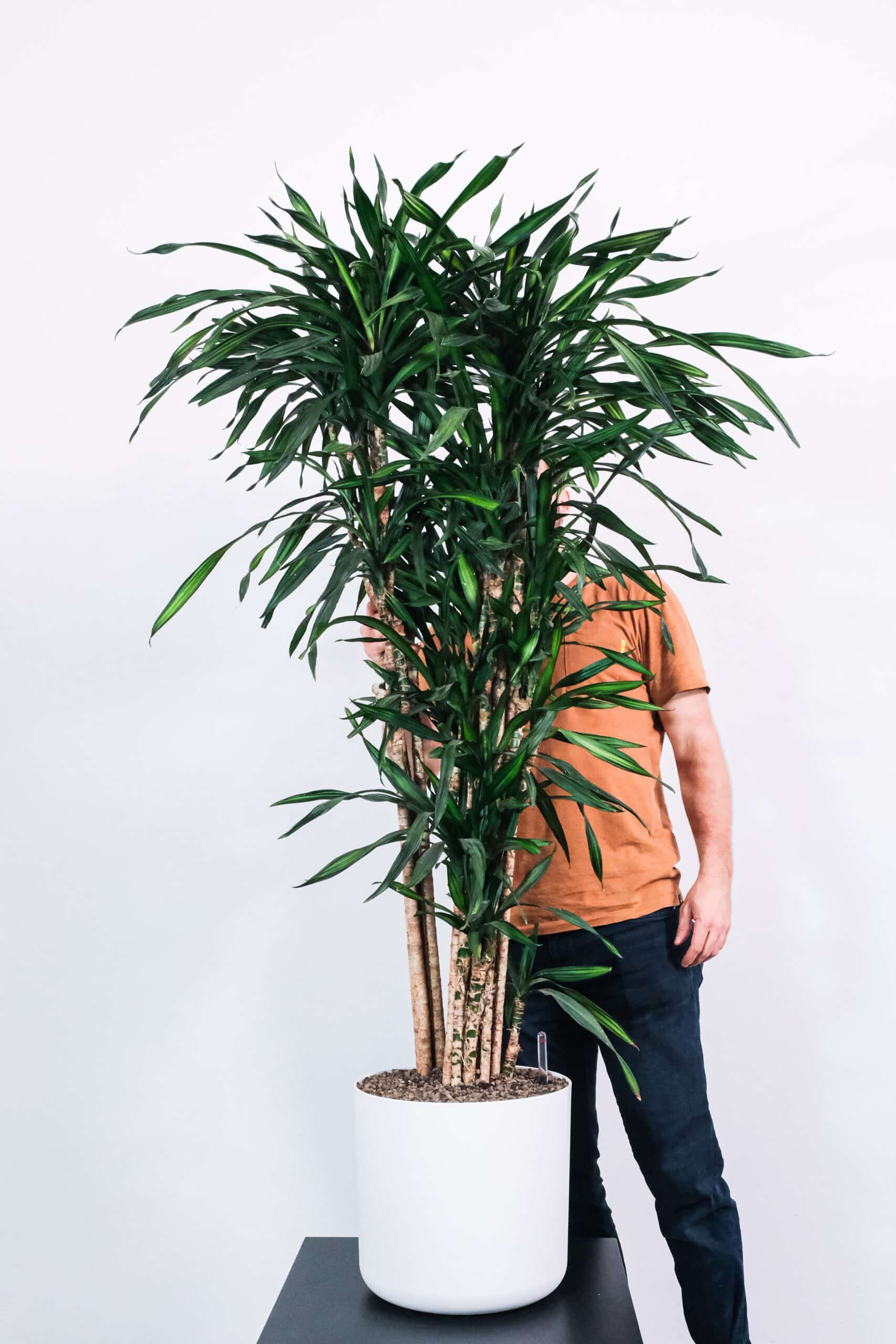 Palmeiras de Bambu
Foto de feey na Unsplash