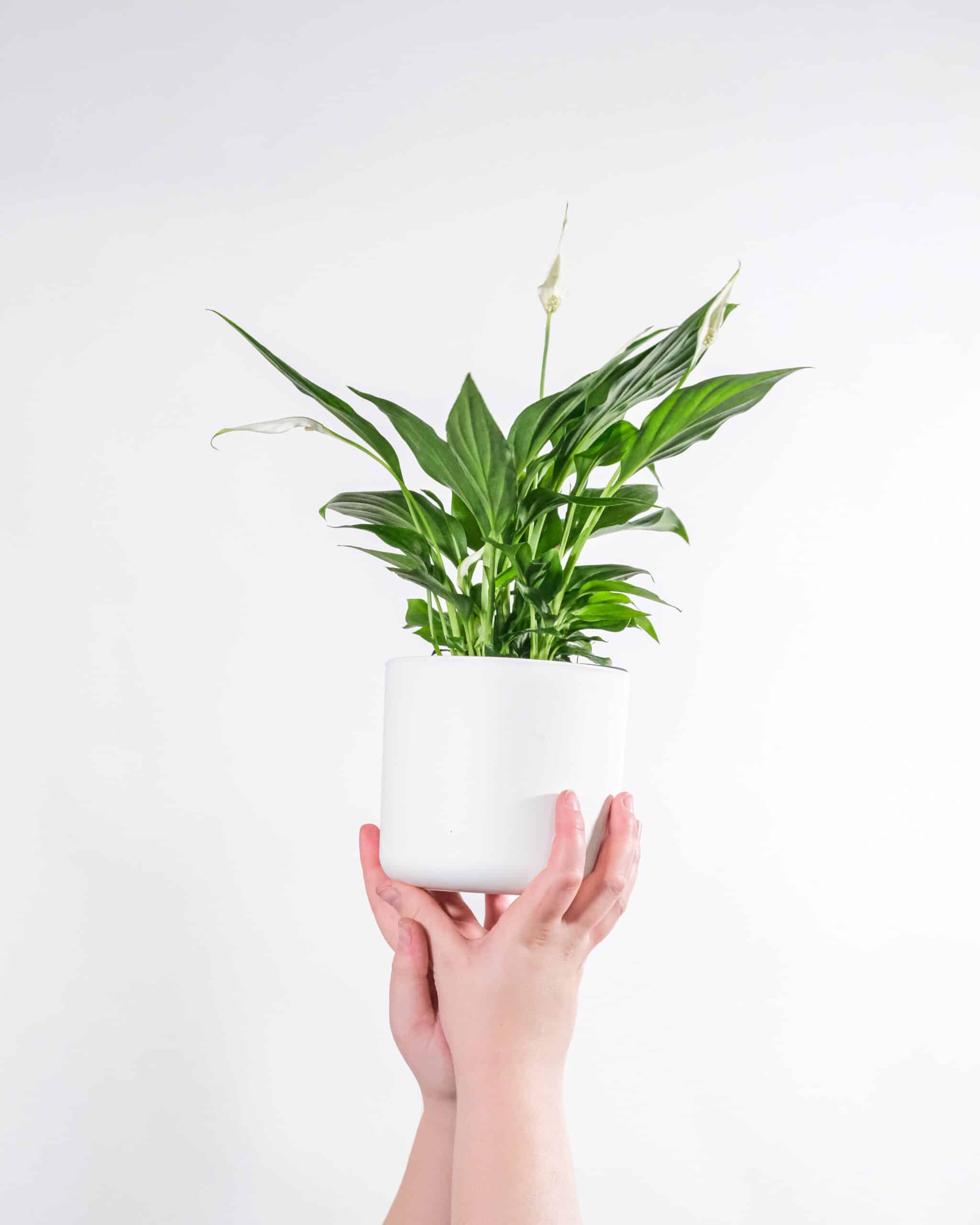 Spathiphyllum
Foto de feey na Unsplash