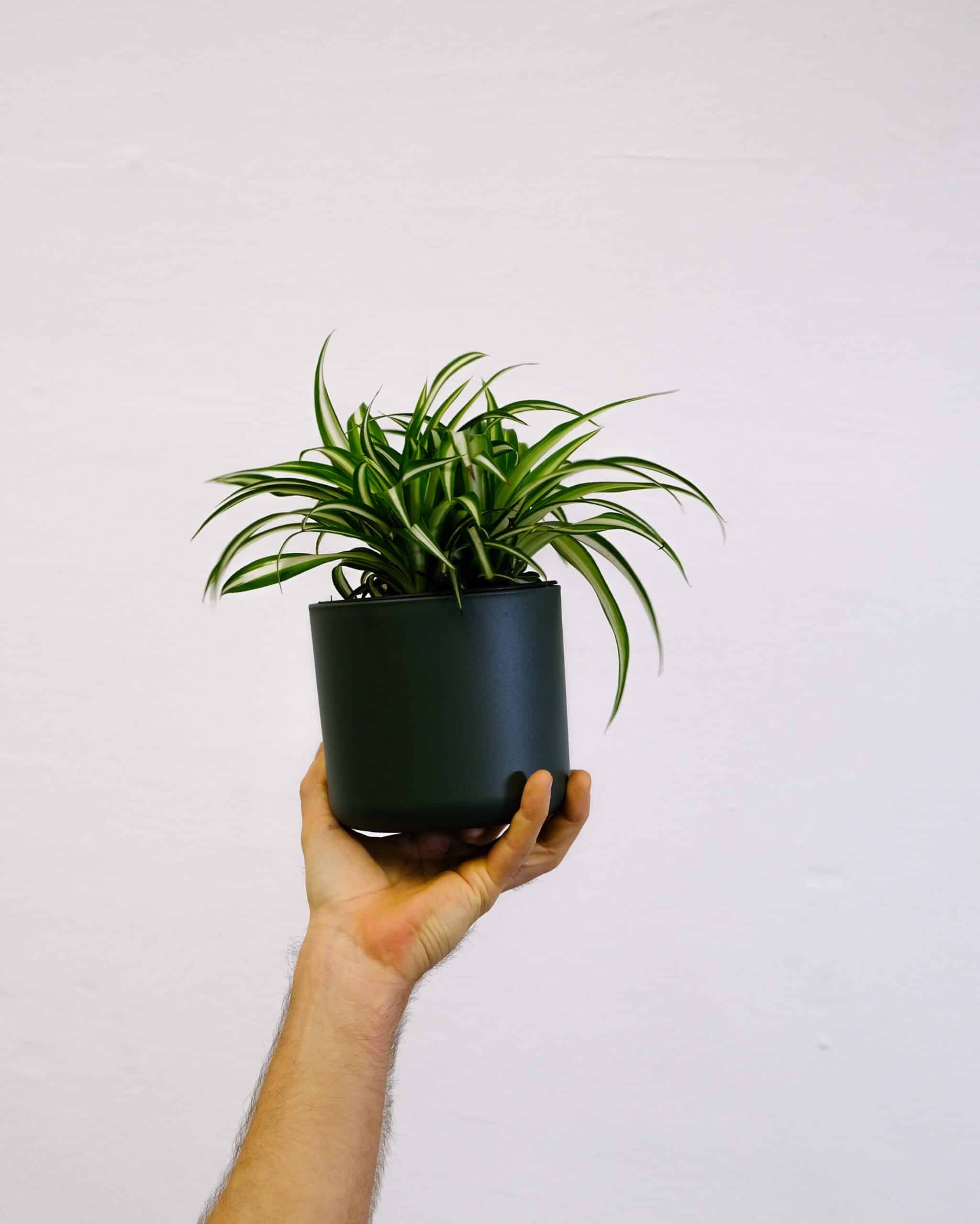 Foto de <a href="https://unsplash.com/@feeypflanzen?utm_source=unsplash&utm_medium=referral&utm_content=creditCopyText">feey</a> na <a href="https://unsplash.com/pt-br/fotografias/RtH6rY9k738?utm_source=unsplash&utm_medium=referral&utm_content=creditCopyText">Unsplash</a>
  