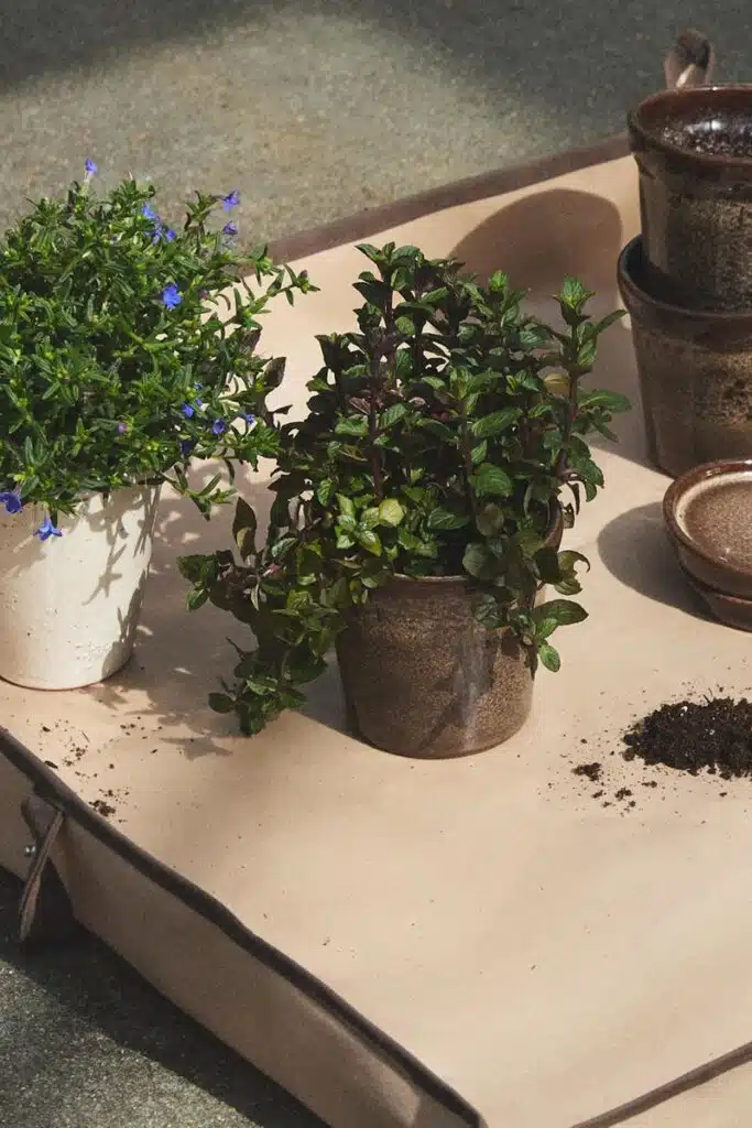 Vasos de plantas em bandeja com terra espalhada.