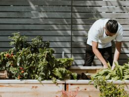 Pessoa a cuidar de plantas em horta urbana.