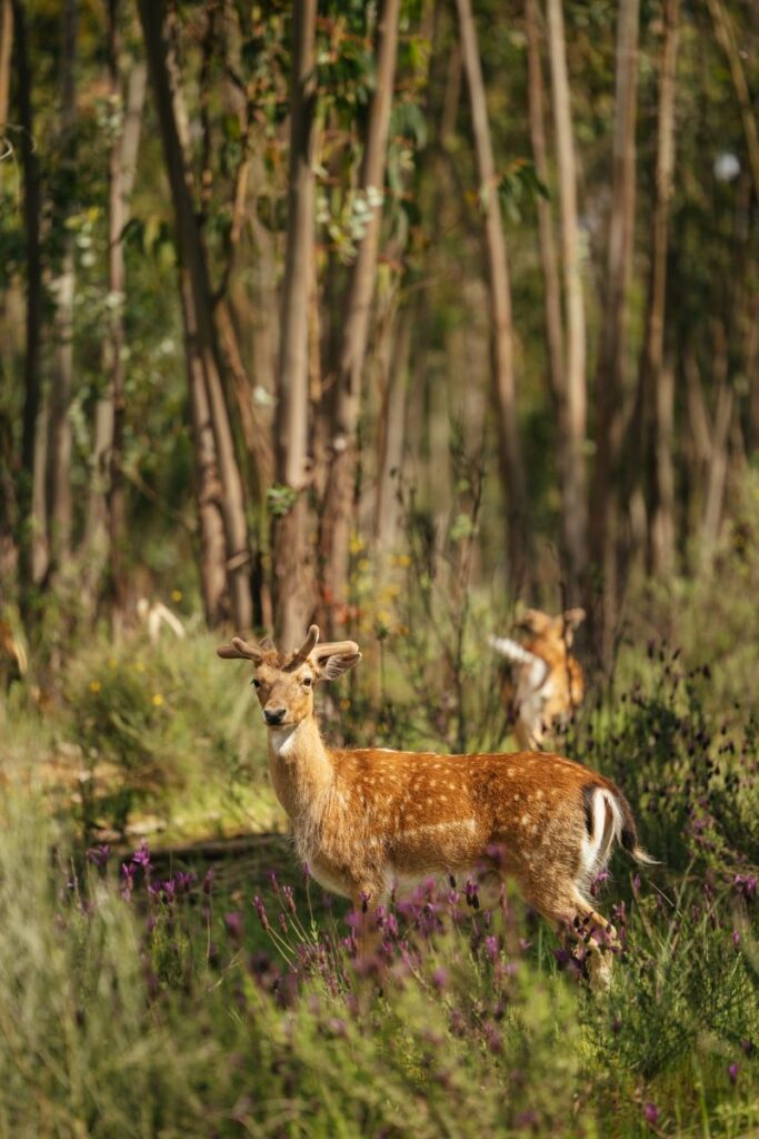 Veado no bosque entre as árvores.