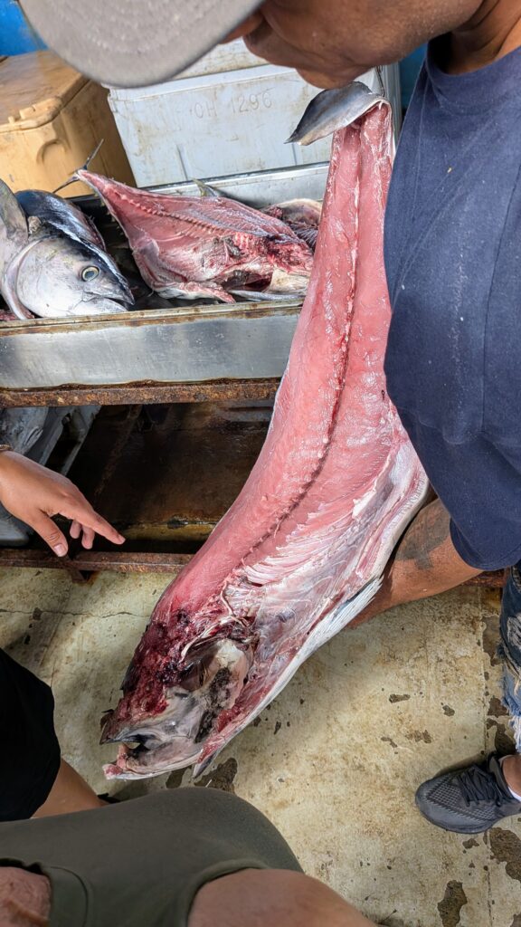 Meio Atum comprado a 700 escudos cabo-verdianos no porto da cidade da Praia na ilha de Santiago em Cabo Verde