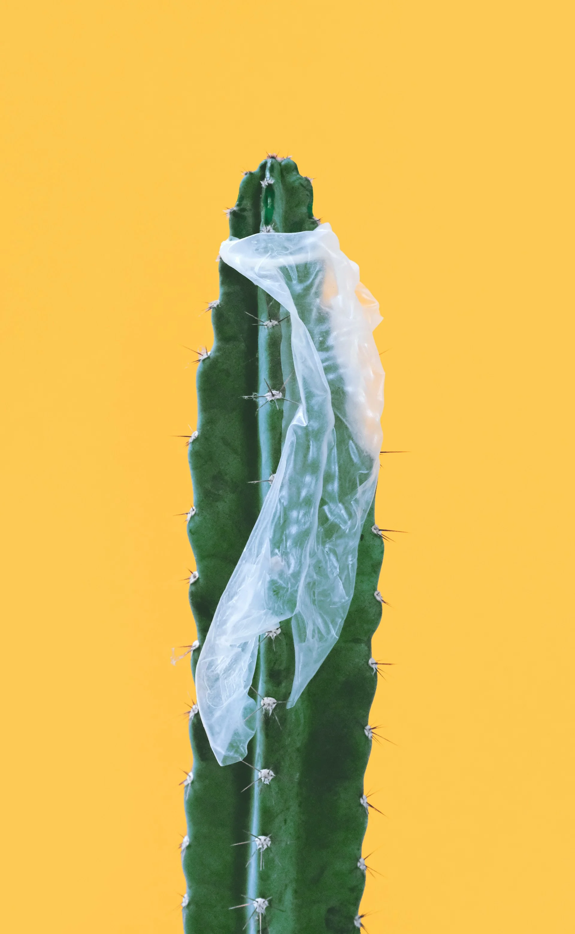 Cacto verde com um preservativo ultrafino transparente pendurado sobre os espinhos contra um fundo amarelo.