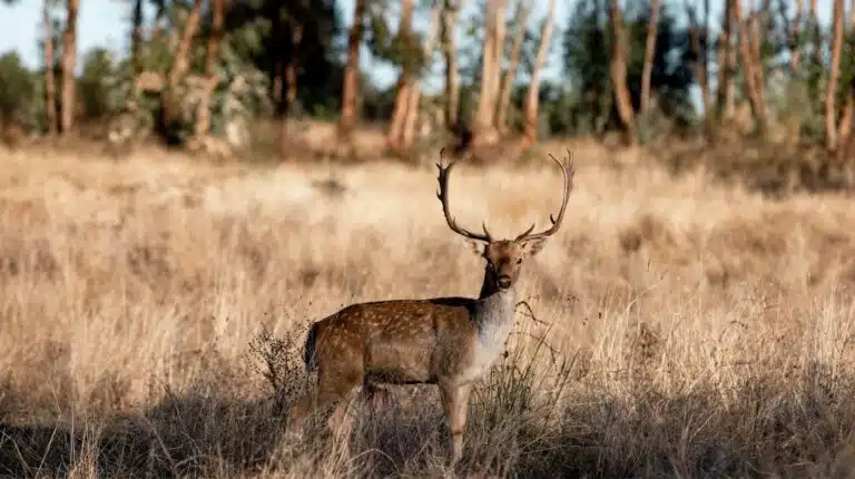 Veado na floresta de eucaliptos