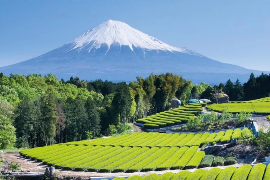 Monte Fuji com campos de chá verdes